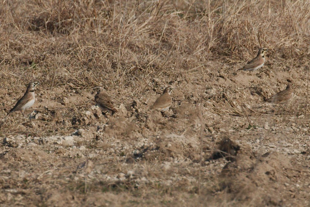 Horned Lark 2016-02-13_3.jpg